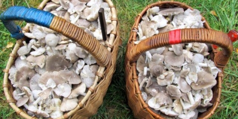 Kako kuhati pečurke i koliko ih namakati